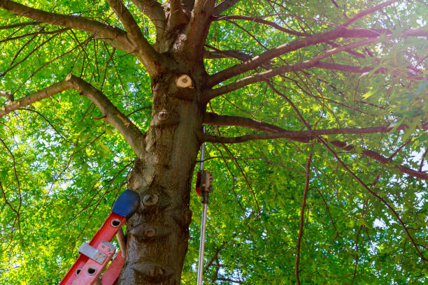 Emergency Storm Tree Removal